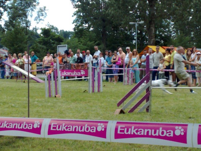 Agility Postojna - foto povečava