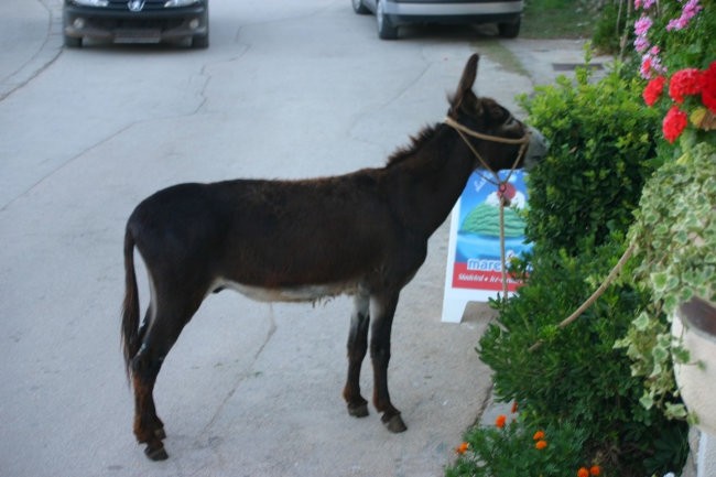 Še dobr da osli hodijo na pir