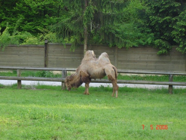 živalski vrt - foto povečava