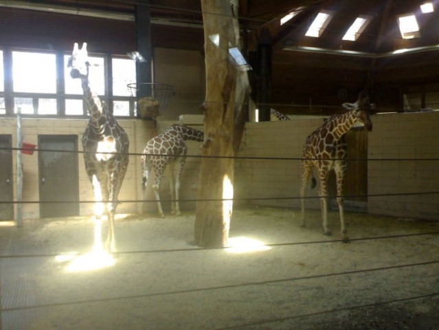 Omaha Zoo - foto