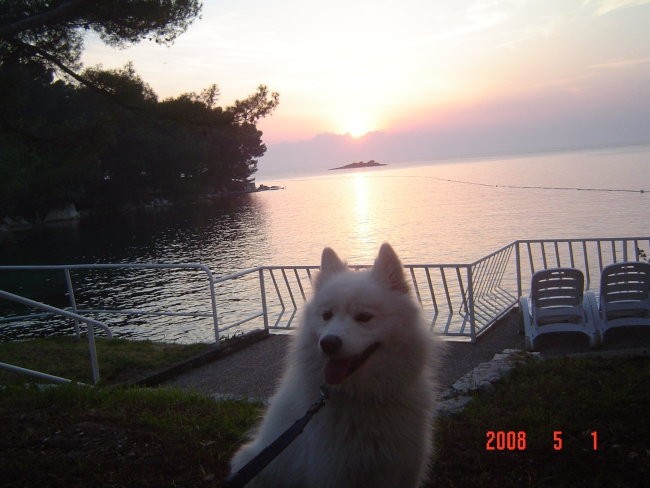PISIČKA BIBA 2 - foto povečava
