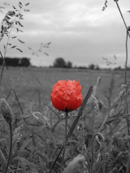 Marko - foto