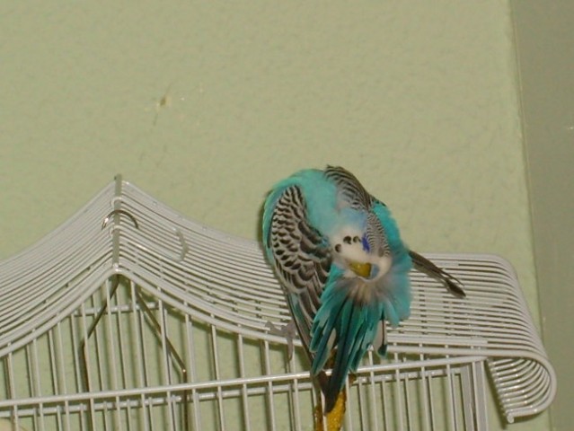 Skobčevke - moji papagajčki - foto