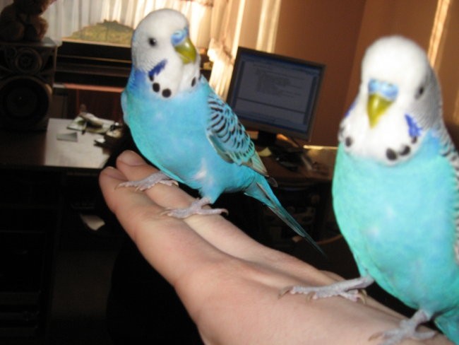 Skobčevke - moji papagajčki - foto povečava