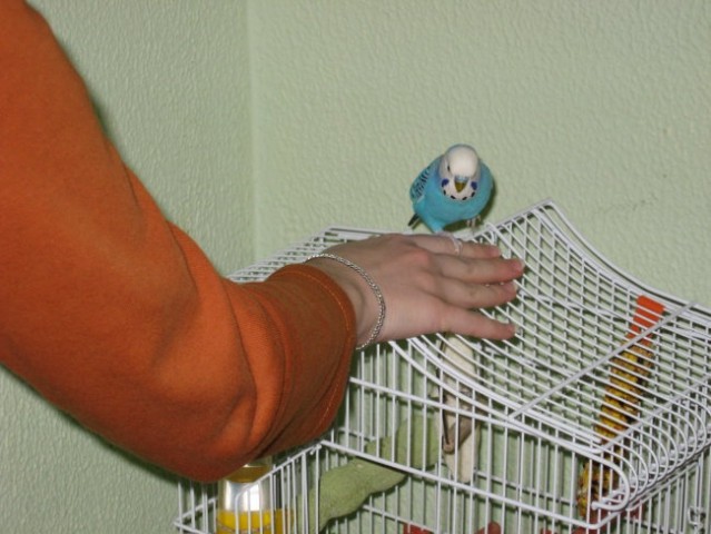 Skobčevke - moji papagajčki - foto