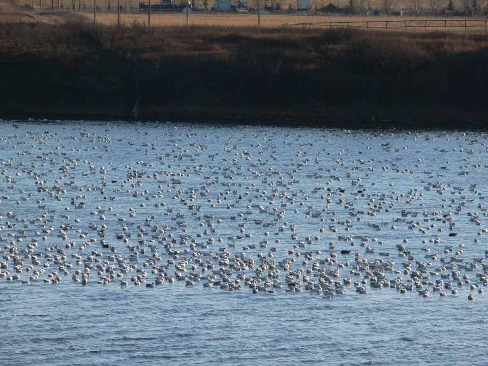 Jata gosk in rac počiva med selitvijo pred zimo - Provost Lake