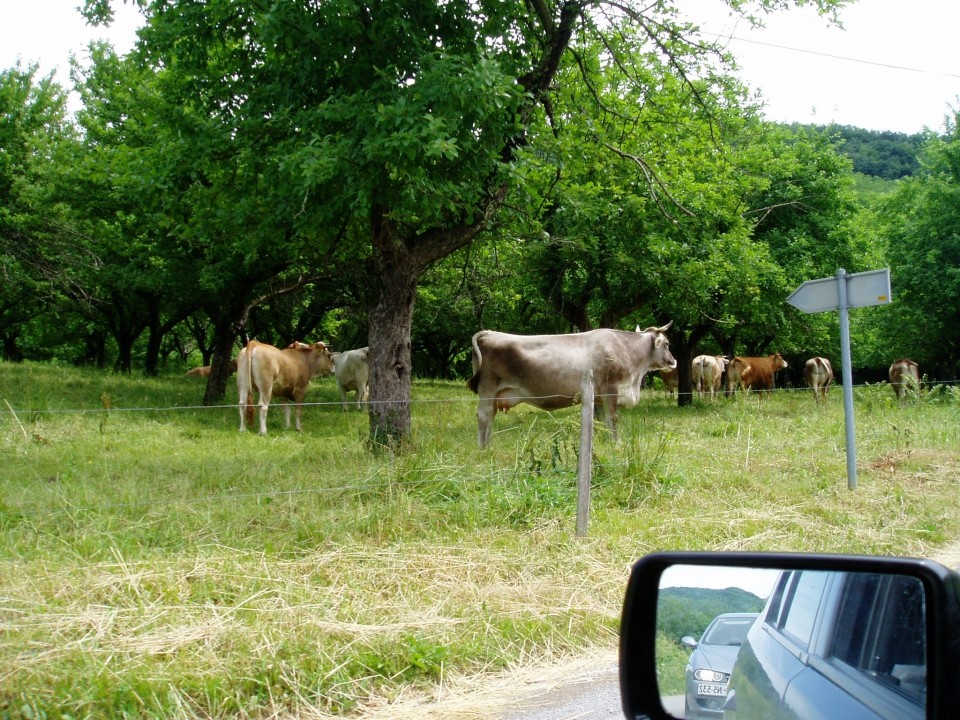 Kraški gadje 09 - foto povečava