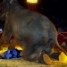 Cirkus 2008