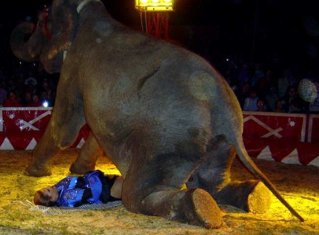 Cirkus 2008 - foto povečava
