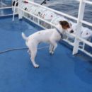 puppy of which name i can't remember, german boy and his father made Viki and me look afte