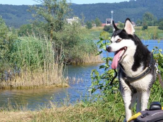 LEPOTE ŽIVLJENJA - foto povečava