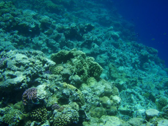 Čudovite korale v Dahabu (najino snorkljanje)