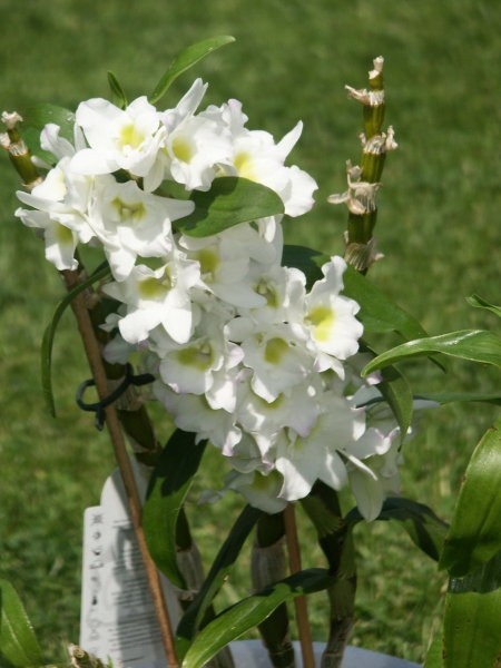 Dendrobium