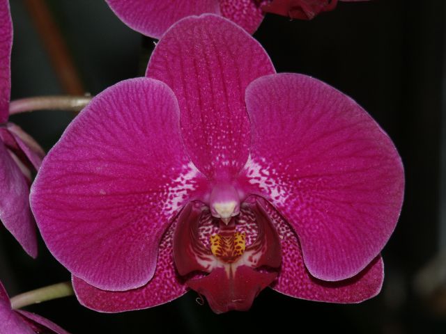 Temno vijoličen Phapaenopsis