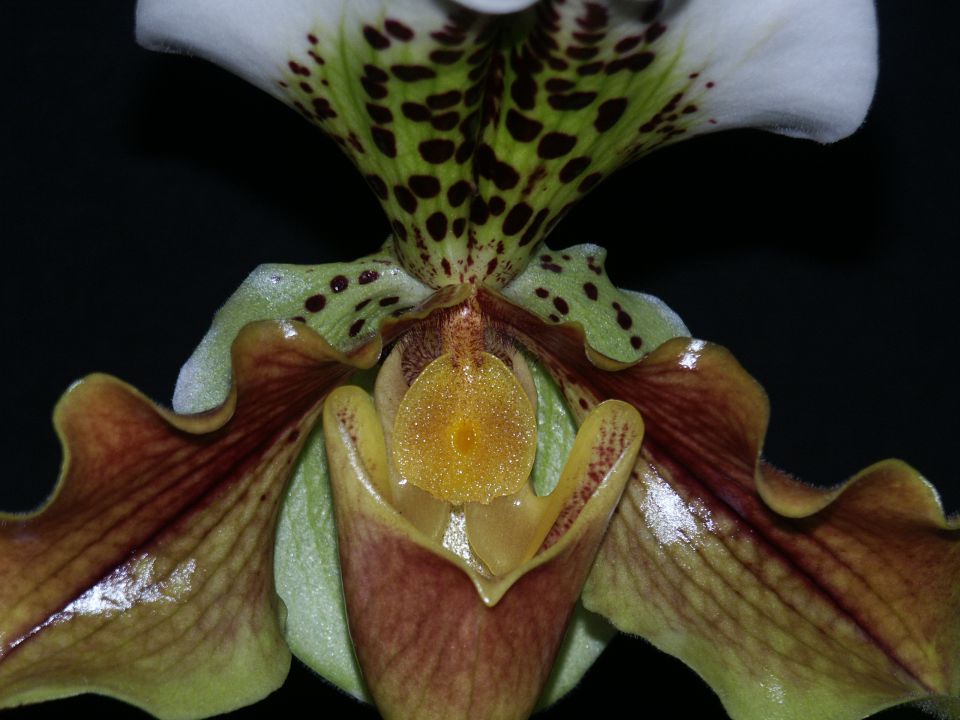 Paph