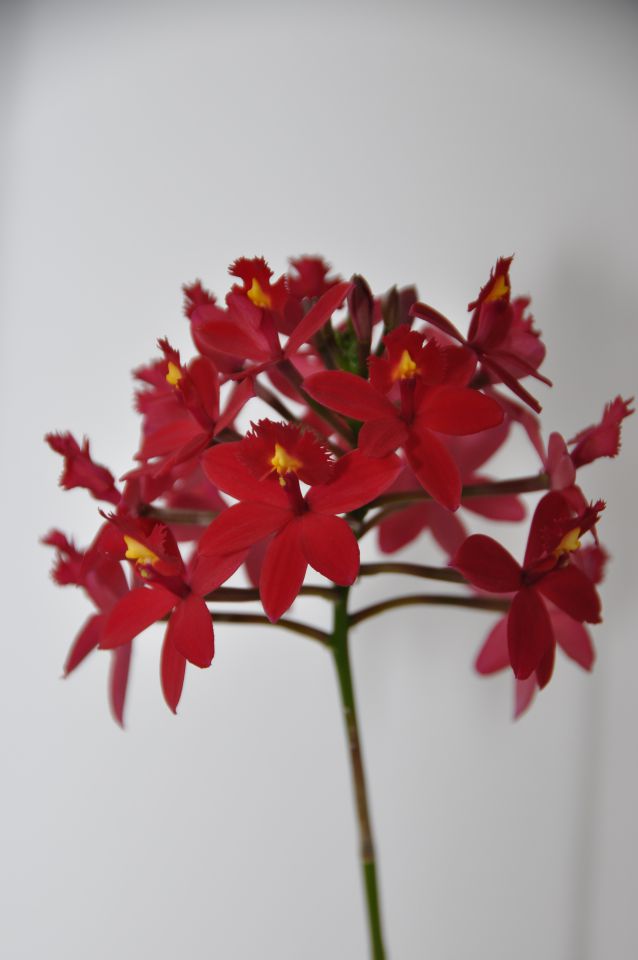 epidedrum cvet rdeč