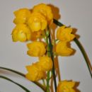 cimbidium (lepo dišeč)