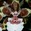 Odontoglossum Colmanara Jungle Monarch »Everglades«