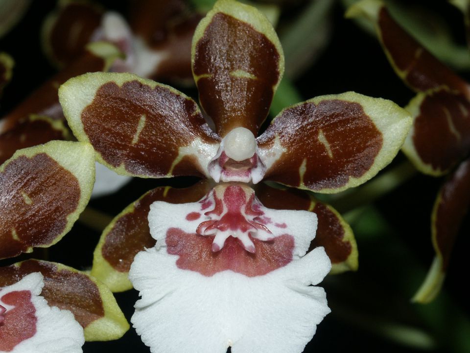 Odontoglossum Colmanara Jungle Monarch »Everglades«