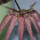 Bulbophyllum Elisabeth Ann 'Buckleburry'