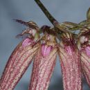 Bulbophyllum Elisabeth Ann 'Buckleburry'