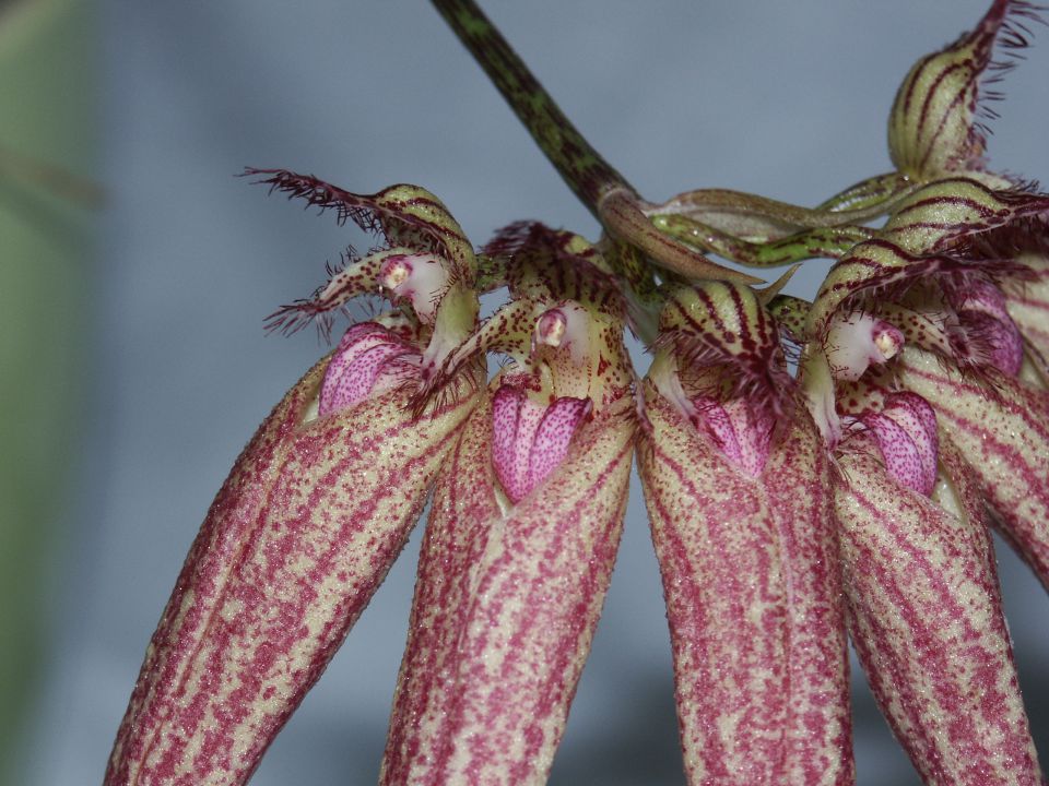 Bulbophyllum Elisabeth Ann 'Buckleburry'