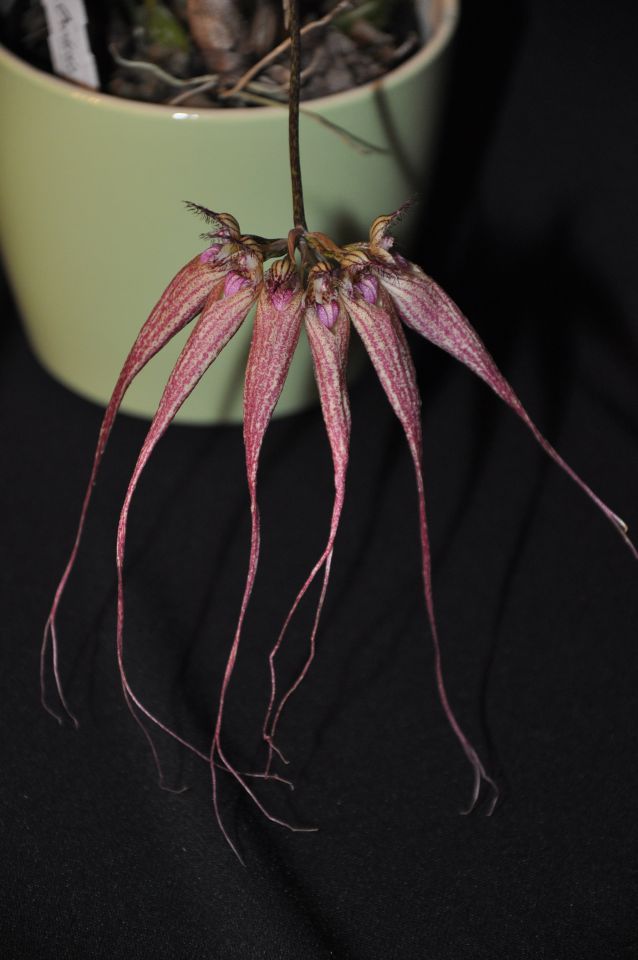 Bulbophyllum Elisabeth Ann 'Buckleburry'