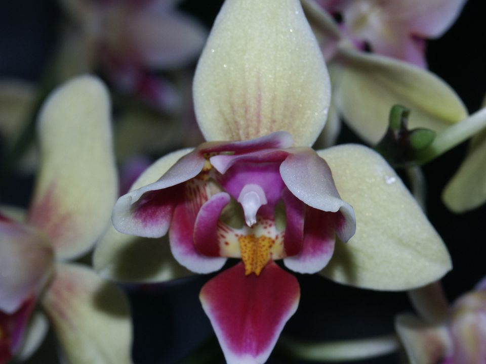 phalaenopsis pelorični