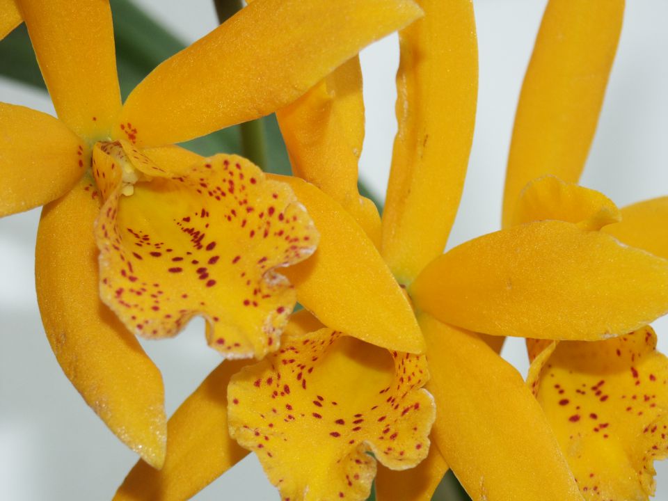 Laeliocattleya Gold Digger (ali morda Potinara)