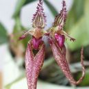 Bulbophyllum rothschildianum x putidum