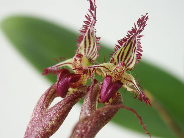 Bulbophyllum rothschildianum x putidum