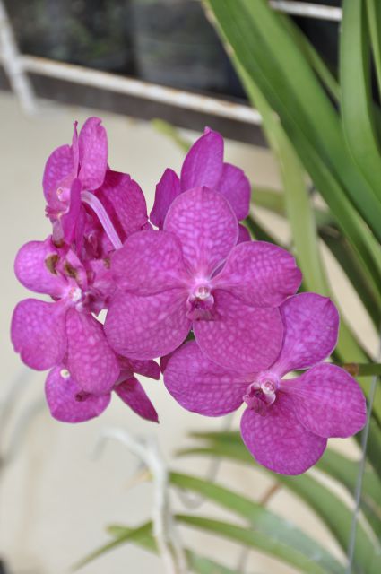 Vanda princess mikassa pink