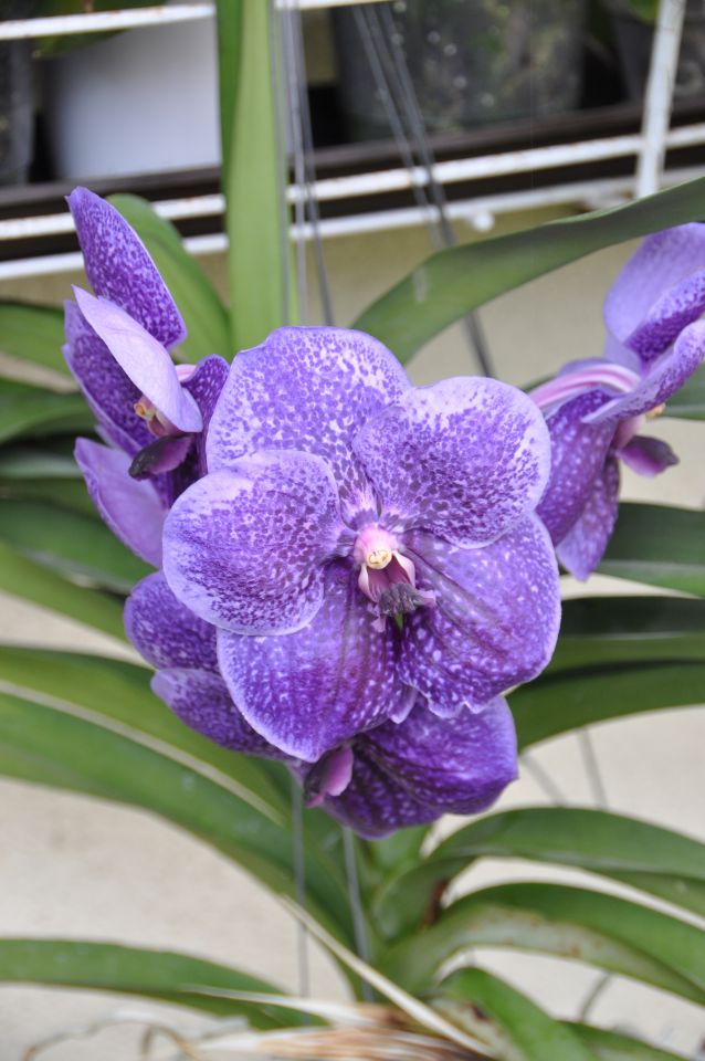 Vanda Robert's Delight big blue