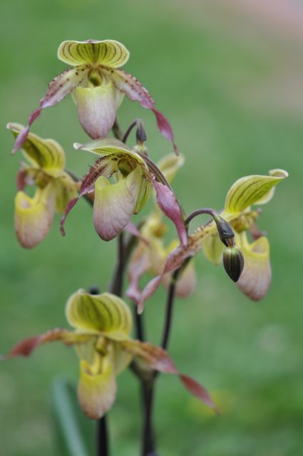 Paph - cvetovi