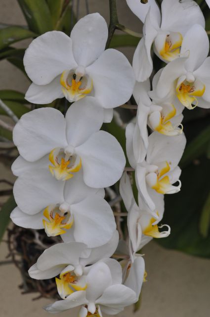 Phalaenopsis bel