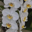 phalaenopsis bel