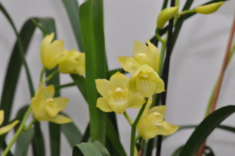 Cymbidium