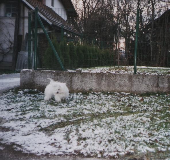 TAJ 6 mes - foto povečava