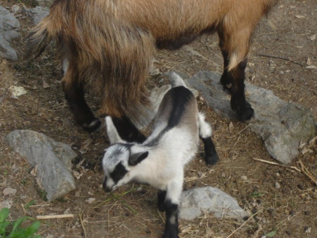 Mengeška koča - foto