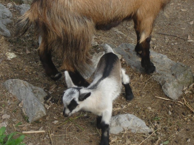 Mengeška koča - foto povečava