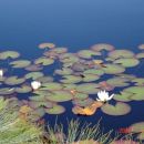 Končno na Lovrenških...pogled na jezero s cvetočimi lokvanji