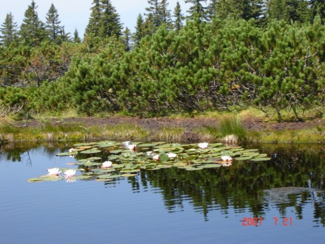 Cvetoči lokvanj na drugem jezeru