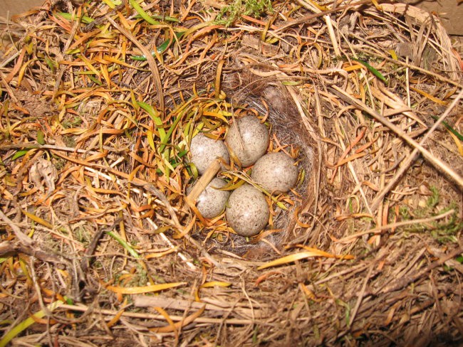 Pravo ptičje gnezdo z jajci (14. 11. 2007) - foto povečava