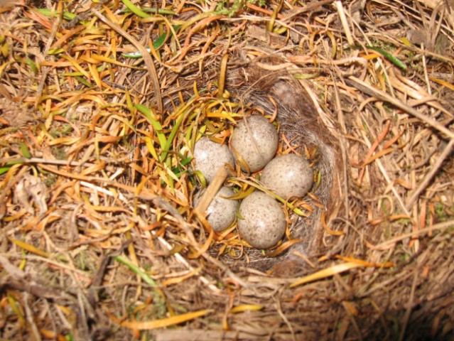 Pravo ptičje gnezdo z jajci (14. 11. 2007) - foto