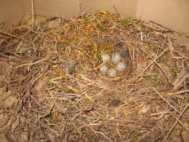 Pravo ptičje gnezdo z jajci (14. 11. 2007) - foto