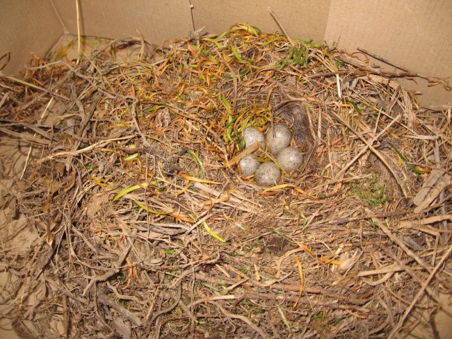 Pravo ptičje gnezdo z jajci (14. 11. 2007) - foto povečava