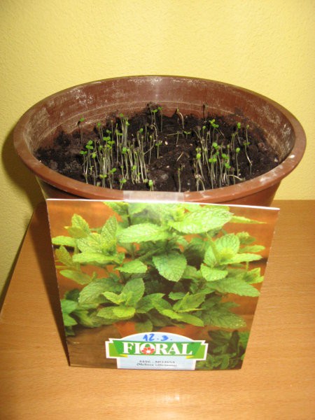 Vrtnarimo - foto