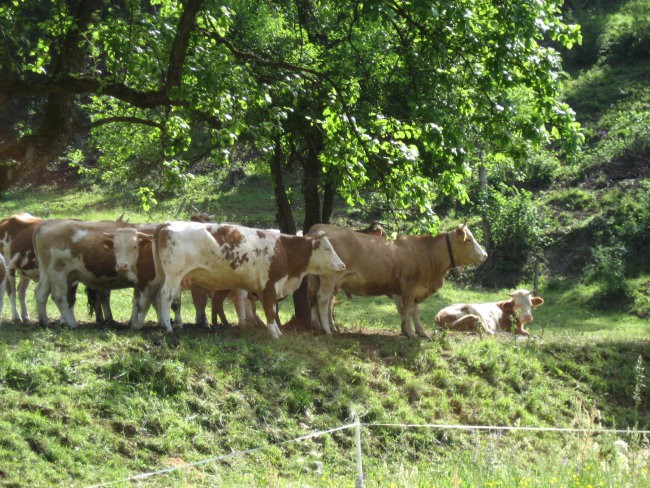 Obisk ekološke kmetije (28. 5. 2008) - foto povečava