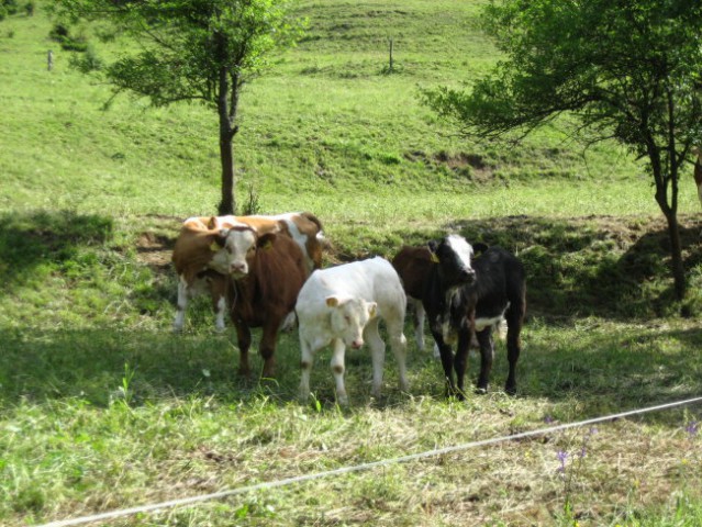Obisk ekološke kmetije (28. 5. 2008) - foto