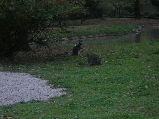 14.10.2007 - Živalski vrt Ljubljana - foto povečava